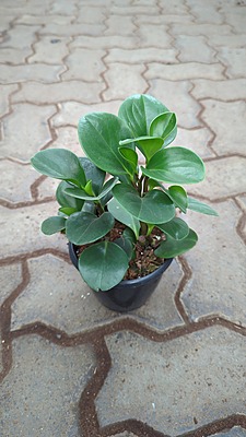Peperomia green