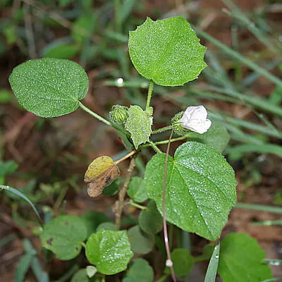 Pavonia Odorata Willd