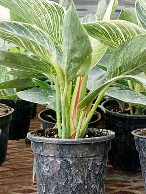 Philodendron Birkin