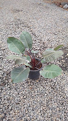 Philodendron Black Cardinal Hybrid