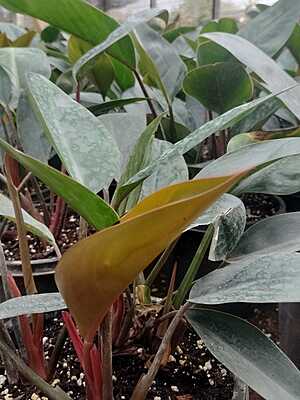 Philodendron Black Cardinal