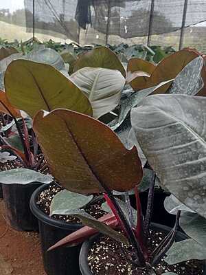 Philodendron Black Cardinal