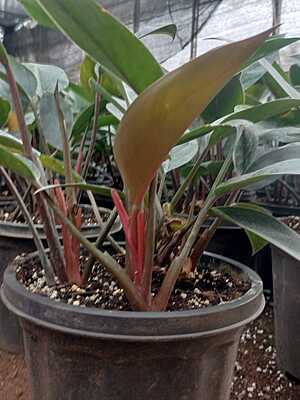 Philodendron Black Cardinal