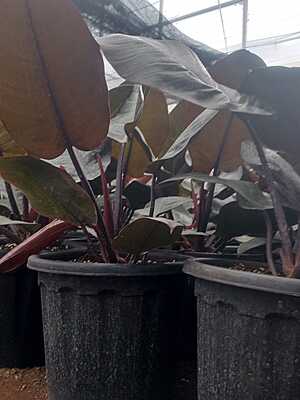 Philodendron Black Cardinal