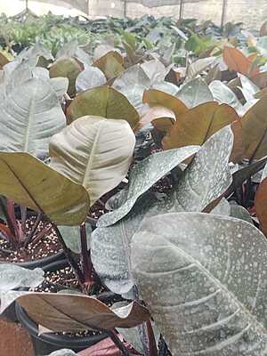 Philodendron Black Cardinal