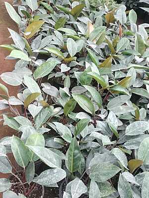 Philodendron Black Cardinal