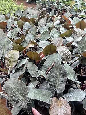 Philodendron Black Cardinal