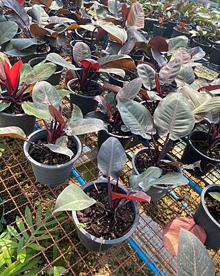 Philodendron Black Cardinal Hybrid