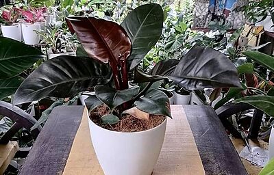 Philodendron Black Cardinal Hybrid