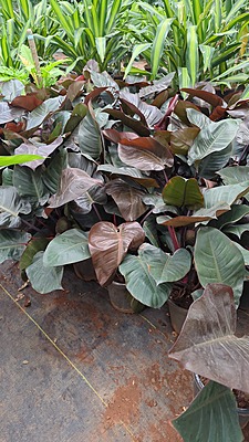 Philodendron Black Cardinal
