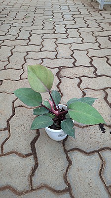 Philodendron Black Cardinal