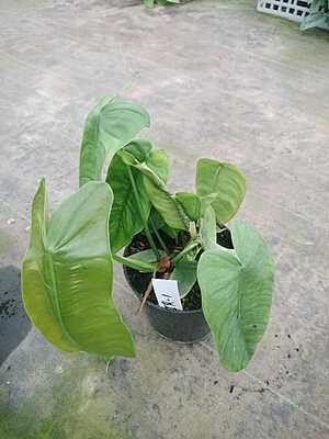 Philodendron Burlemax