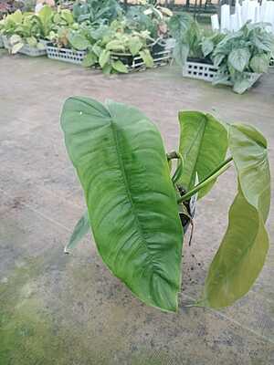 Philodendron Burlemax Philodendron Burlemax