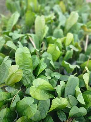 Philodendron Burlemax