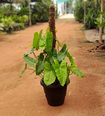 Philodendron Burlemax
