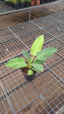 Philodendron Golden Melinonii