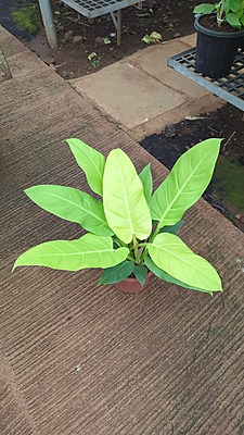 Philodendron Golden Melinonii