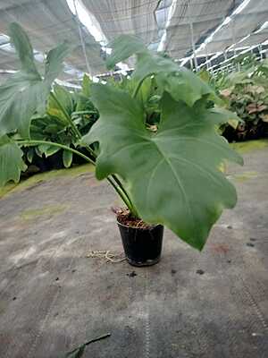 Philodendron Lickety Split Philodendron Lickety Split