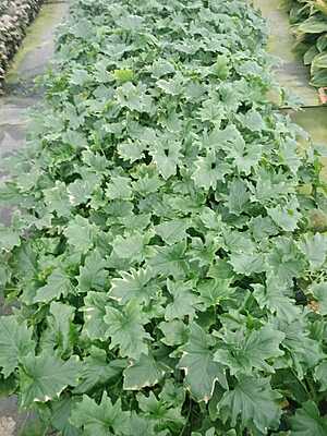 Philodendron Lickety Split Philodendron Lickety Split