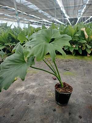 Philodendron Lickety Split Philodendron Lickety Split