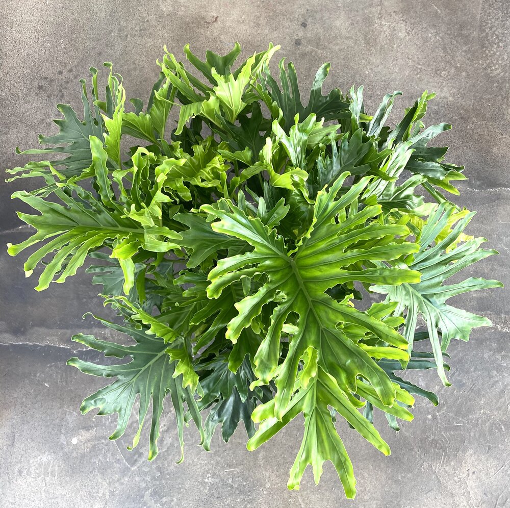 Philodendron Lickety Split