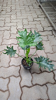 Philodendron Lickety Split Philodendron Lickety Split