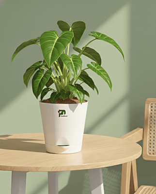 Philodendron (Melinonii Green) in 4 inch sef watering pot