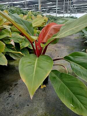 Philodendron Prince of Orange
