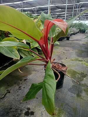 Philodendron Prince of Orange