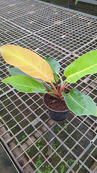 Philodendron Prince of Orange