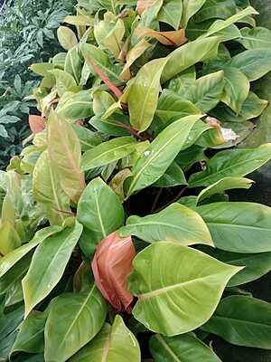 Philodendron Prince of Orange