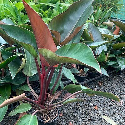 Philodendron Rojo Congo