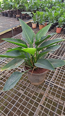 Philodendron Rojo Congo