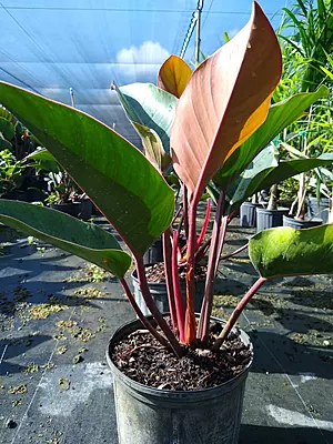 Philodendron Rojo Congo Philodendron Rojo Congo