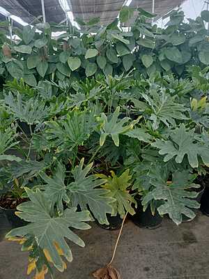 Philodendron Selloum Philodendron Selloum