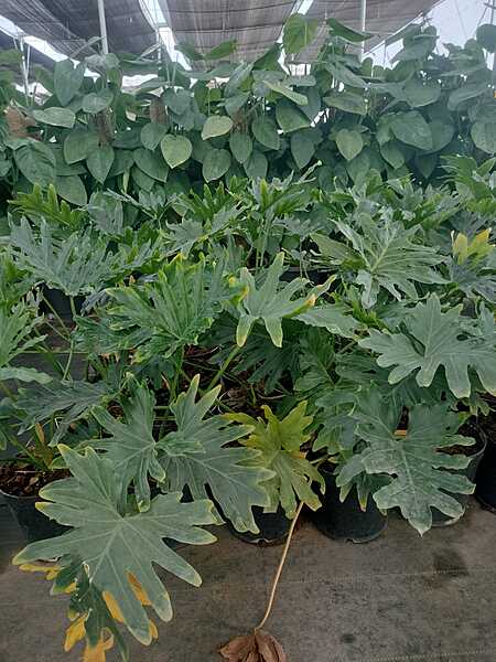 Philodendron Selloum