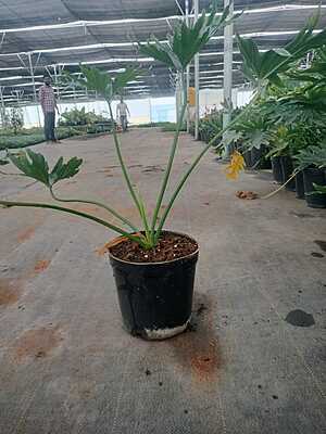 Philodendron Selloum
