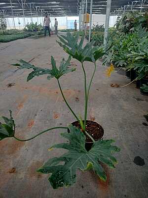 Philodendron Selloum