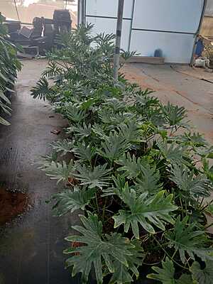 Philodendron Selloum