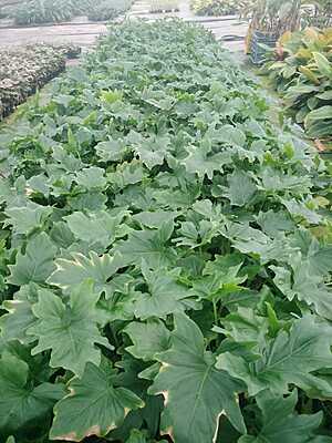 Philodendron Selloum