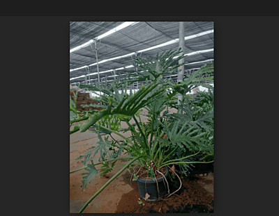 Philodendron Selloum