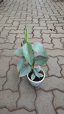 Philodendron Silver Sword
