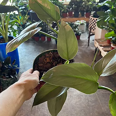 Philodendron Silver Sword