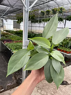 Philodendron Silver Sword