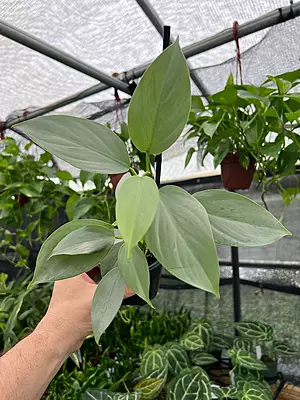 Philodendron Silver Sword
