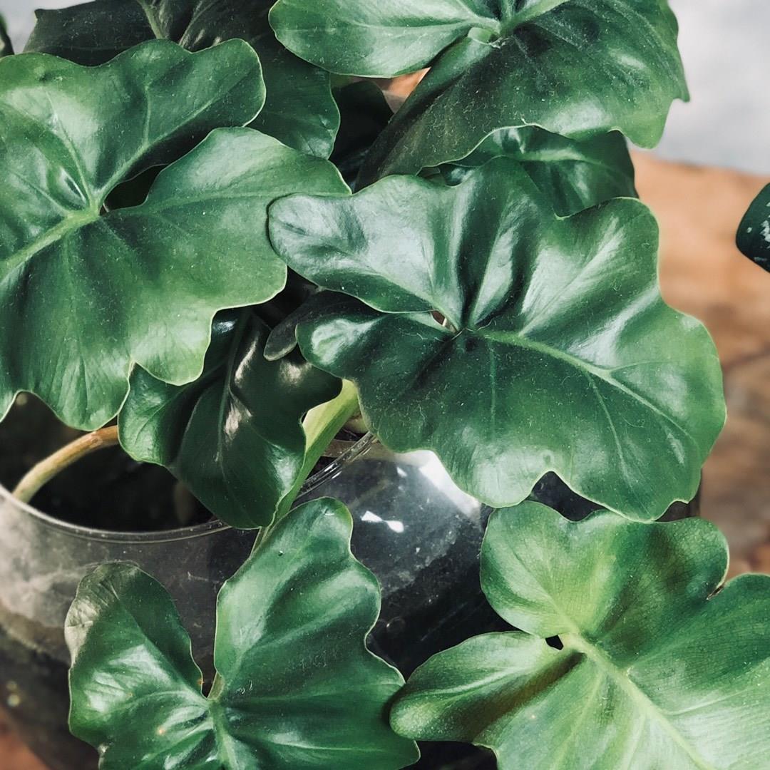 Philodendron Super Atom Philodendron Super Atom