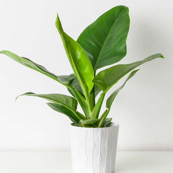 Philodendron Thai Congo