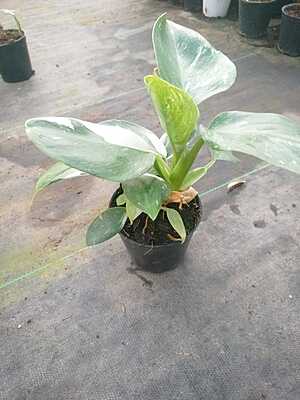 Philodendron White Princess