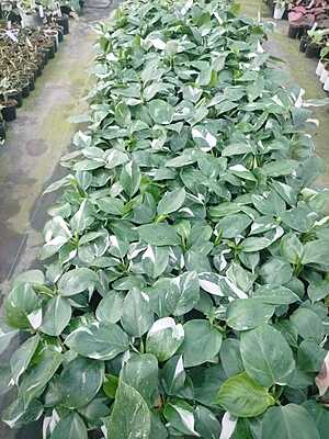 Philodendron White Princess