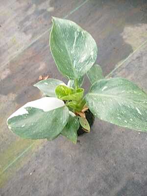 Philodendron White Princess